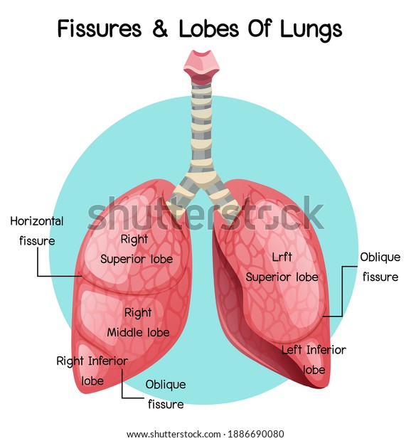 Fissures Lobes Lungs Illustration Stock Vector (Royalty Free ...