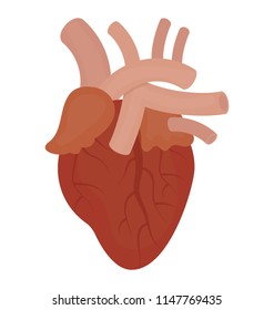 
A fist shaped human organ for pumping blood is shown here to denote heart icon
