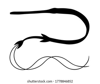 Fistularia. Coastal waters and coral reefs fish. Black and white hand drawing realistic vector silhouette image.