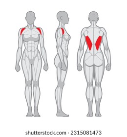 https://image.shutterstock.com/image-vector/fitness-female-muscle-anatomy-slim-260nw-2315081473.jpg