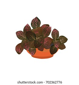 Fittonia plant with red leaves in a pot, the color vector image on a white background