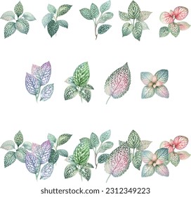 Fittonia verschaffeltii.Set of watercolor leaves isolated on white background. Vector illustration.