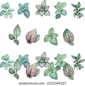 Fittonia verschaffeltii.Watercolor set of  leaves isolated on white background. Hand drawn illustration.