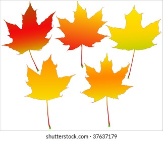 Five autumn leafs set isolated over white background