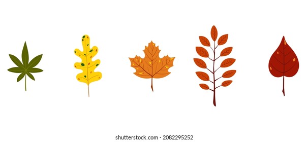 five autumn leaves of green, yellow, orange and red colors