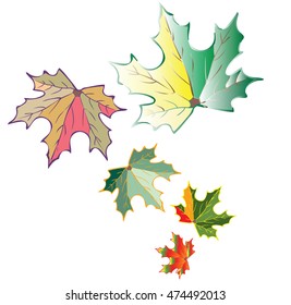 five autumn leaves of a maple.Vector illustration.