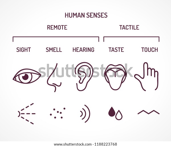 Five Basic Human Senses Sight Smell Stock Vector (Royalty Free ...