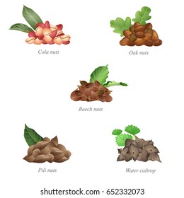 Five batches of nuts with their leaves. Part three / There are cola nuts, oak nuts, beech and pili nuts, and water caltrop in the batches
