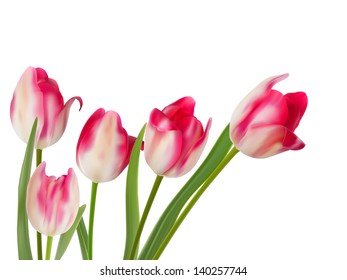 Five beautiful tulips isolated on white. And also includes EPS 10 vector