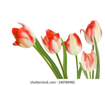 Five beautiful tulips isolated on white. And also includes EPS 10 vector