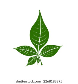 The five Bilva leaf (Belpatra) vector icon