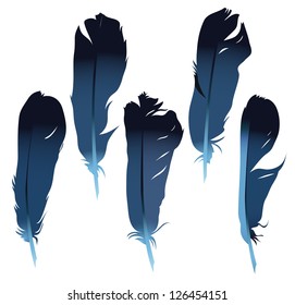 Five bird feathers isolated on white. Set