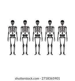 Five black and white illustrations of human skeletons standing in a row