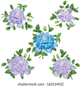 five bright flowers of clematis on a white background