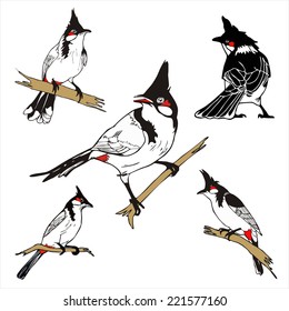 five character of Red-whiskered bulbul birda drawing vector