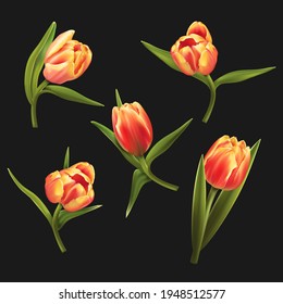 Five colorful tulips isolated on black background. Vector illustration.