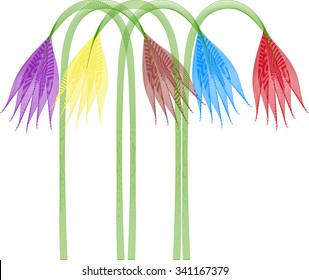  Five delicate colorful tulips on the white background