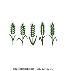 Five detailed wheat stalks with green ears and stems on illustration vector