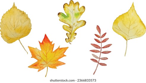 five different autumn leaves postcard