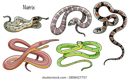 Five different grass snakes are hand-drawn. Slender, agile snakes with long, flexible bodies covered in smooth scales. Beautiful snakes with various color patterns. Natrix.