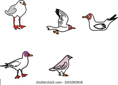 five different gulls