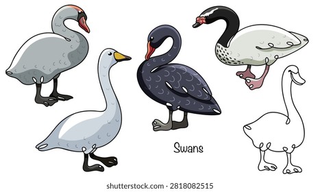 Five different hand-drawn swans. Graceful long-necked waterfowl. The beak can be orange, red, yellow, or black. Isolated vector for various uses.
