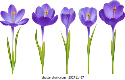 Five different realistic crocuses isolated on white