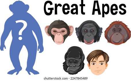 Five different types of great apes illustration