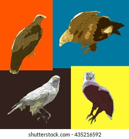 Five drawing vector isolated poly predatory birds