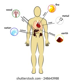 Five elements and human organs