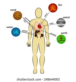 Five elements and human organs