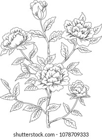 five flowers by a line
