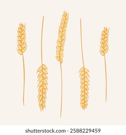 Five golden wheat spikes in a simple, minimalistic style, Vector hand drawn illustration, Perfect for agriculture, harvest, organic food, and rural-themed designs