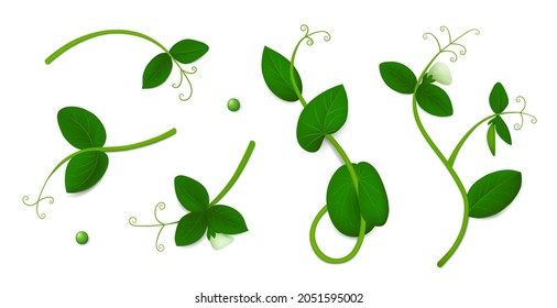 Five green pea sprigs with leaves and flowers isolated on white background. Realistic vector illustration. Top view.