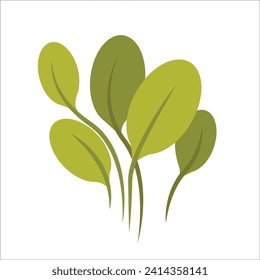 five green spinach sprouts on a white background