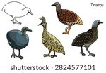 Five hand-drawn tinamous. A small ground-dwelling bird with a rounded body, short wings, and a small head. Its plumage features shades of brown, gray, or reddish-brown with a spotted pattern.