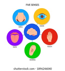 Five human senses banner in flat style. Poster with human perception elements - vision, touch, hearing, taste, smell. Vector illustration.