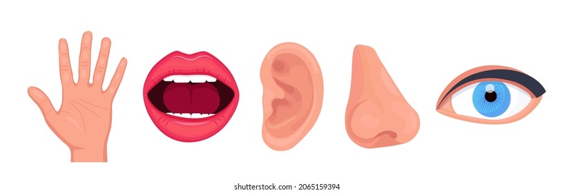 Five human senses, face parts or sensory organs set. Nose, ear, eye, mouth, hands. Vision, smell, hearing, touch, taste. Perception of environment, sensations. Vector illustration