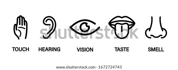 Five Human Senses Hearing Sight Smell Stock Vector (Royalty Free ...