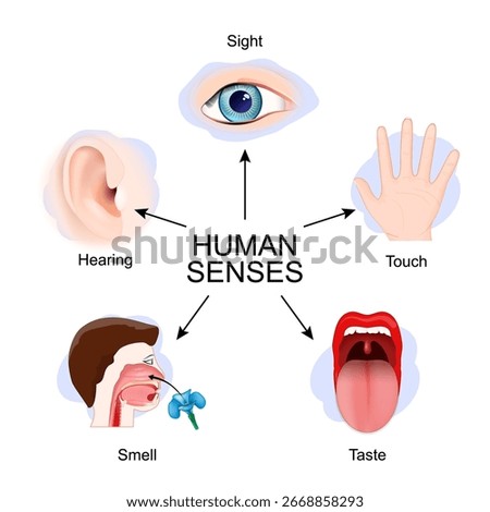 Five human senses: Hearing, Touch, Taste, Smell, Sight. Detailed vector poster