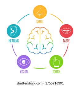 Five human senses icon set. Vector isolated illustration of human perception. Taste, touch, hearing, smell and vision. Sensory organs. Brain icon