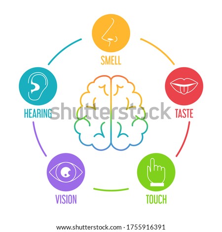 Five human senses icon set. Vector isolated illustration of human perception. Taste, touch, hearing, smell and vision. Sensory organs. Brain icon
