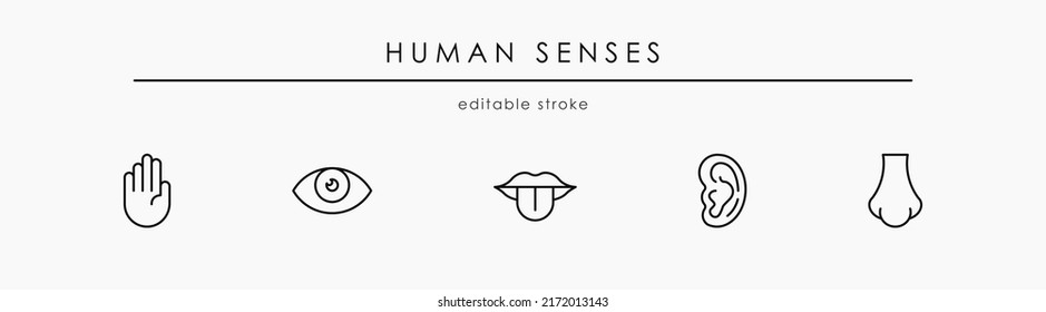 Fünf menschliche Sinnesorgane setzen Zeilensymbole. Elemente: Sehen, Hören, Geruch, Geschmack, Berührung auf weißem Hintergrund. Melden Sie sich für Webseiten, mobile App, Banner und soziale Medien an. Bearbeitbarer Strich.