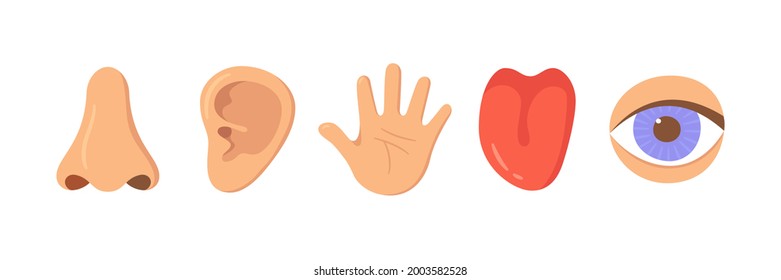 Five human senses organ set. Nose, ear, hand, tongue, eye. Sensory organs set. See, hear, feel, smell and taste. Elements for an educational manual. Vecor illustrations isolated on white background.