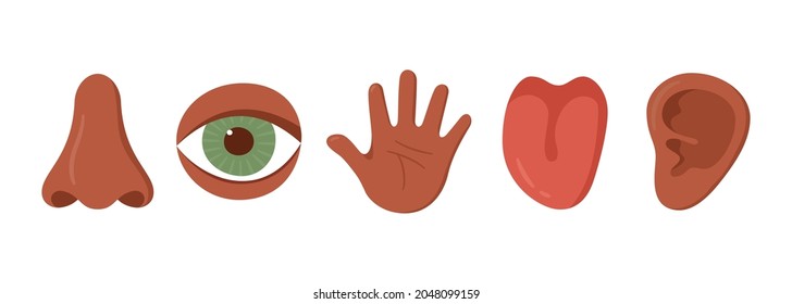 Five human senses organ set. African americans. Nose, ear, hand, tongue, eye. Sensory organs set. See, hear, feel, smell and taste. Vecor illustrations isolated on white background.