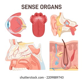 Five Human Senses Organs Set. Smell Of Nose, Eye Sight, Ear, Touch Of Skin, Taste Of Tongue. Perception Of Environment. Vector Cartoon Illustration