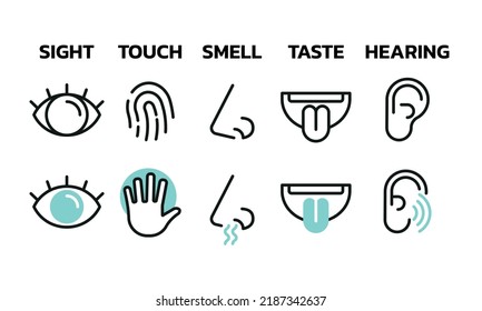 The Five Human Senses (Sight, Touch, Smell, Taste, Hearing), Human Body Sensory Information, Minimal Vector Icon