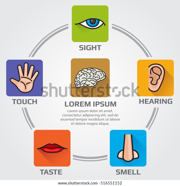 人間の五感のにおい 視覚 聴覚 味覚 感覚ベクター画像インフォグラフィック 鼻 手 口 目 耳のアイコン のベクター画像素材 ロイヤリティフリー
