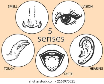 Five human senses, touch and smell, hearing, vision, taste. Lip, ear and nose, eye and hand. Vintage color, orange.