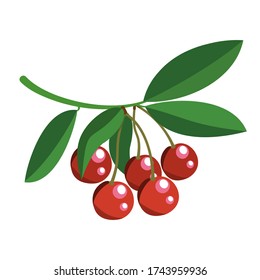 Five juicy red cherries on a branch. Cherry juice. Autumn harvest.
Natural products for health and beauty